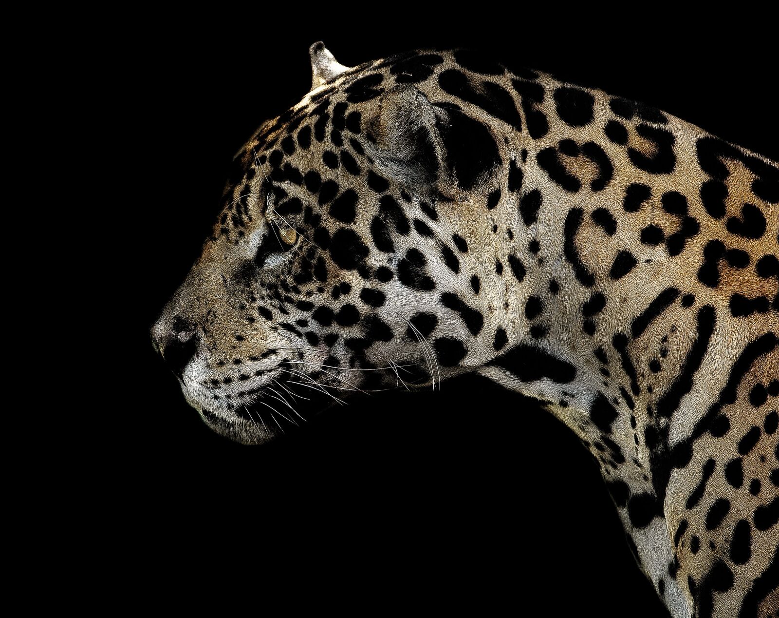Nikon D7000 sample photo. Jaguar, spotted, eyes photography