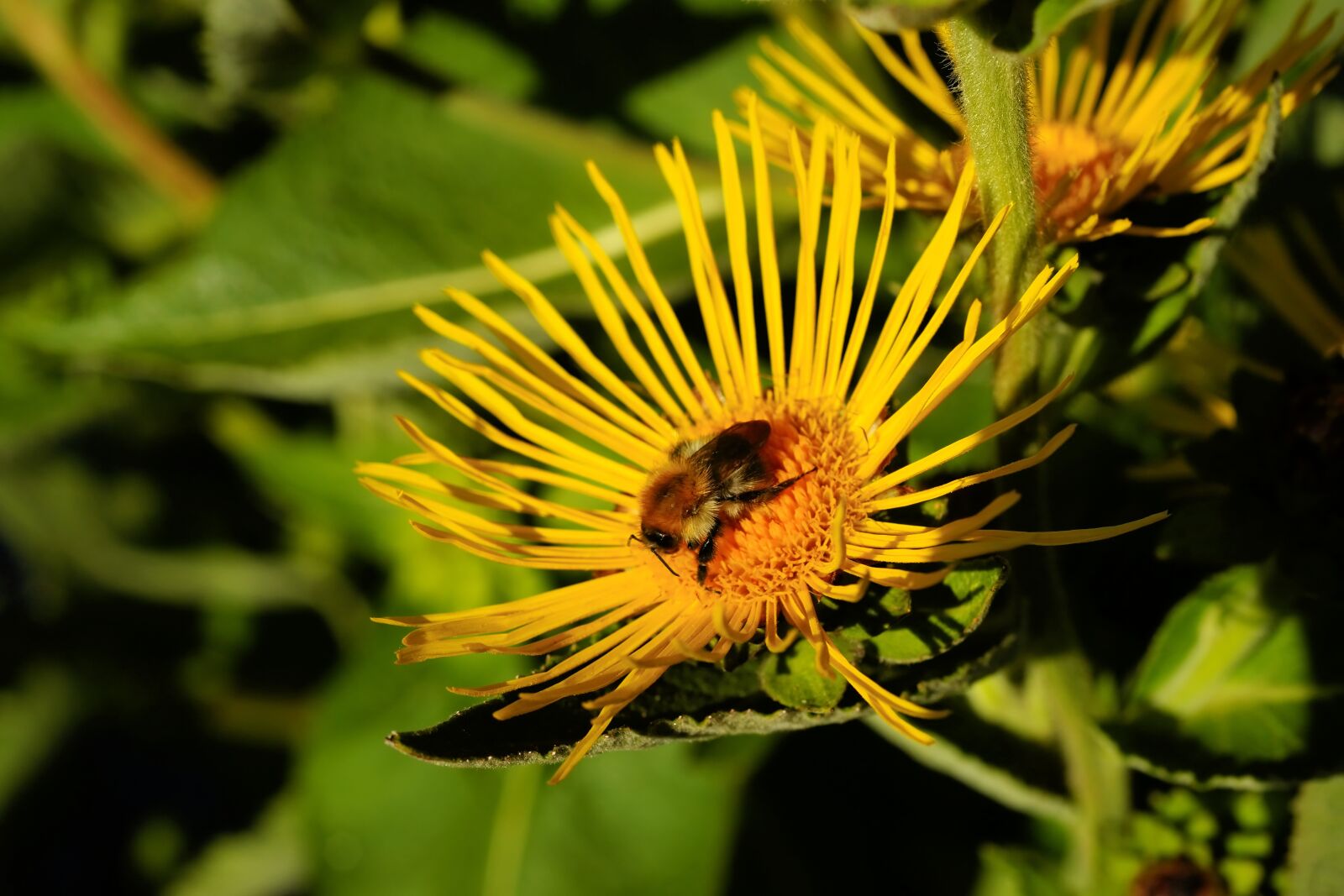 Sony Alpha DSLR-A900 sample photo. Yellow flower, hummel, blossom photography