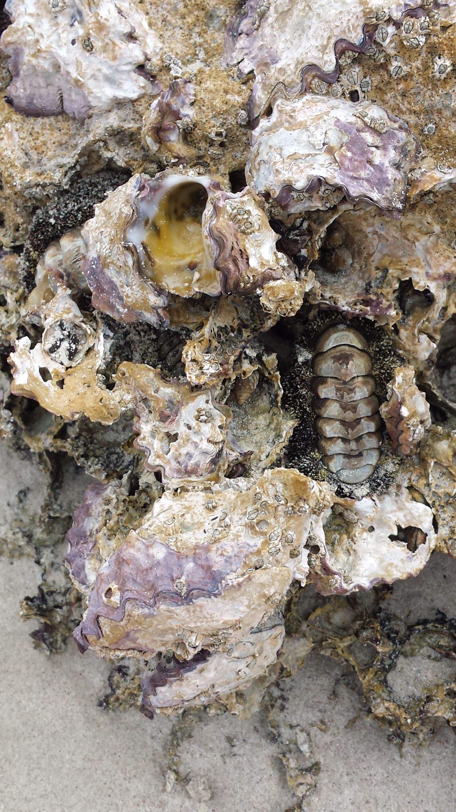 Samsung Galaxy S4 sample photo. Fossil, rock, prehistoric photography