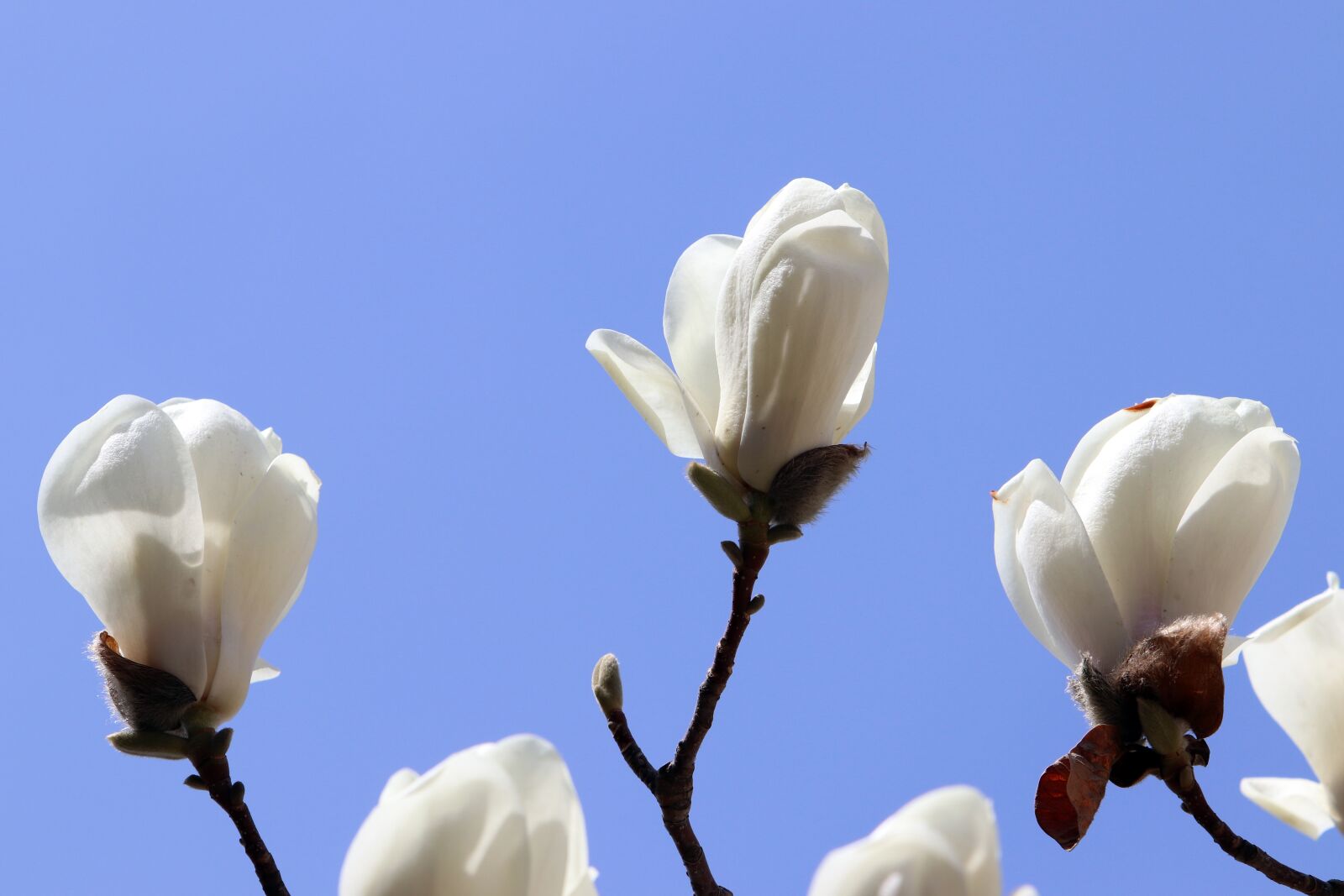 Canon EF 70-200mm F2.8L USM sample photo. Magnolia, spring, flowers photography