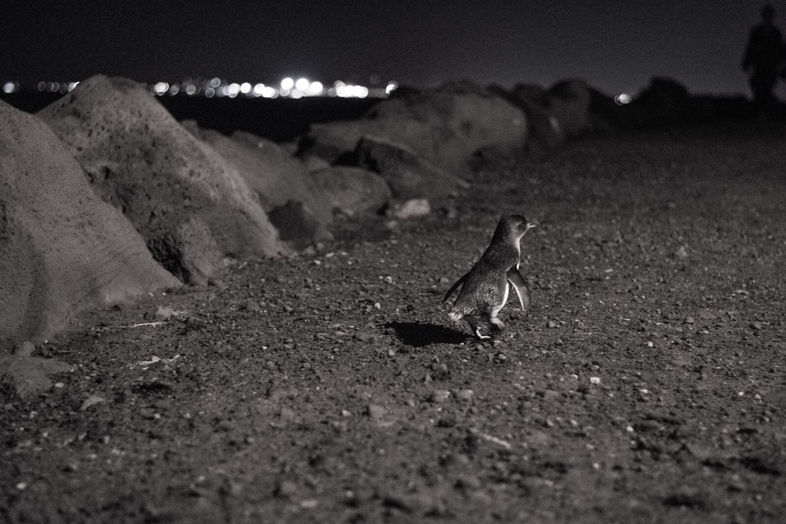 Nikon D3400 sample photo. Animal, bird, gravel photography