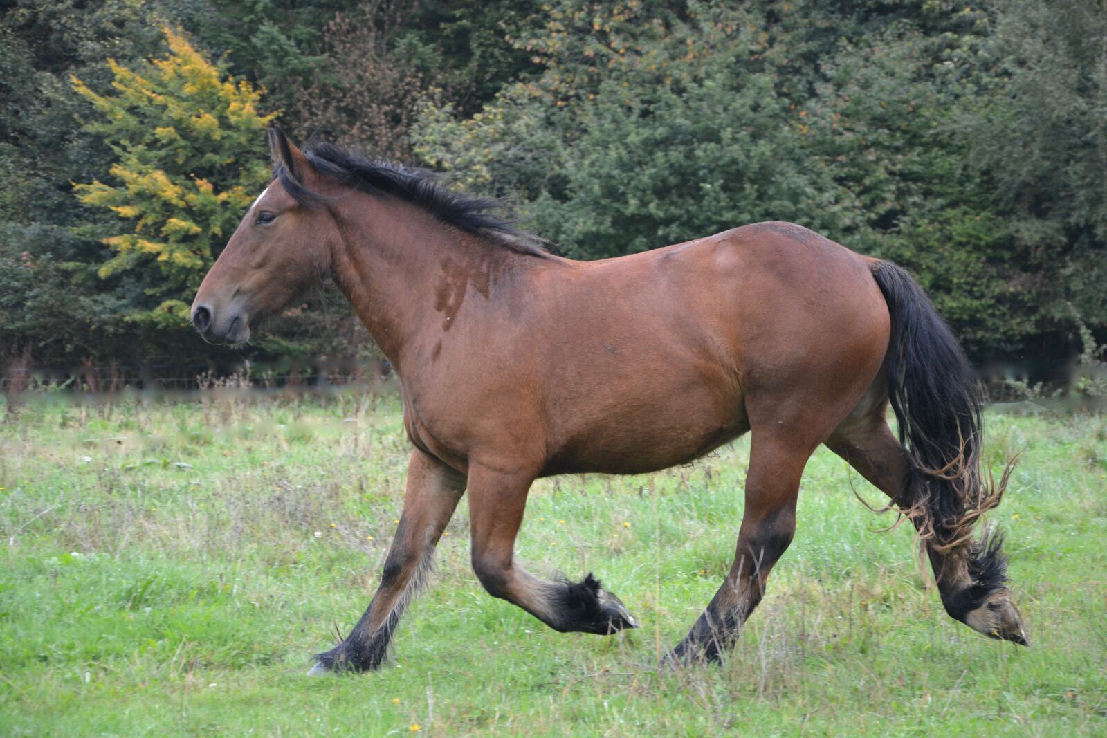 Nikon D5200 sample photo. Horse, mane, equine photography