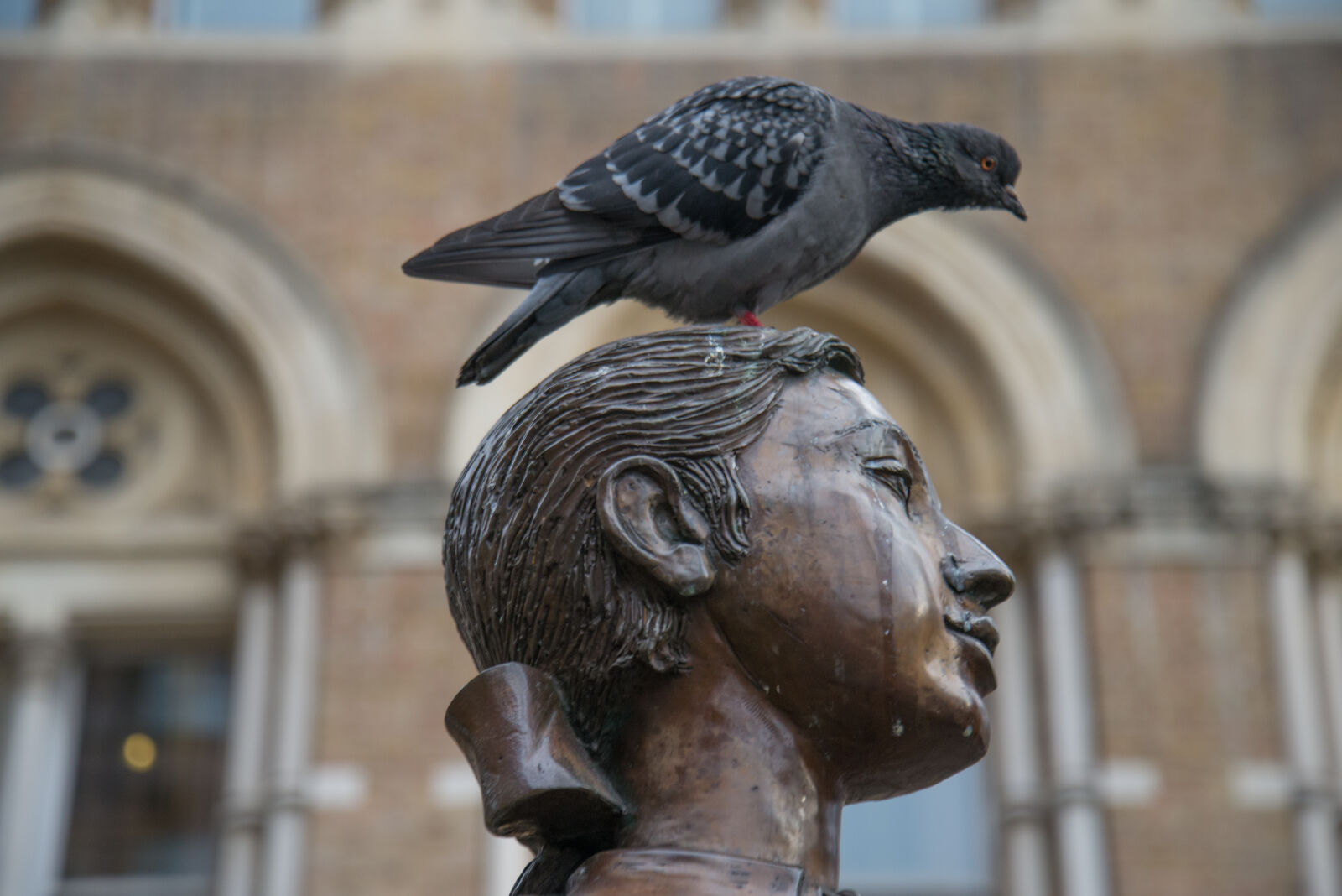 Nikon D600 sample photo. Animal, bird, dove, pigeon photography