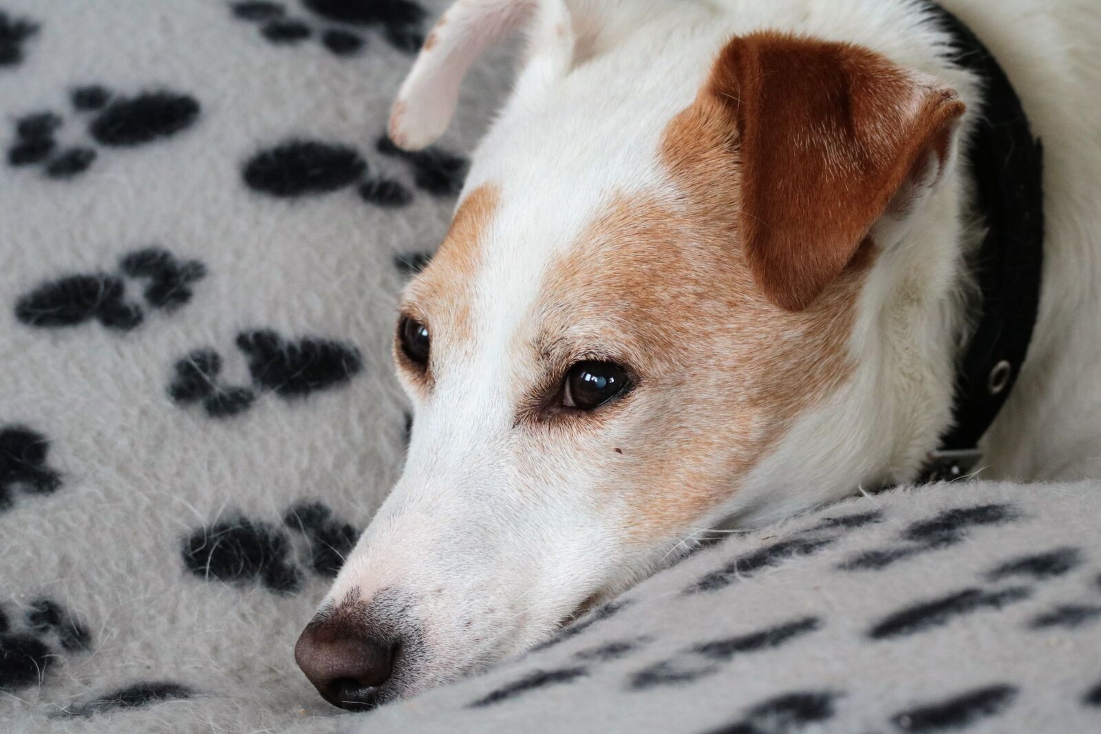 Canon EOS 760D (EOS Rebel T6s / EOS 8000D) + 150-600mm F5-6.3 DG OS HSM | Contemporary 015 sample photo. Jack russell, dog, terrier photography