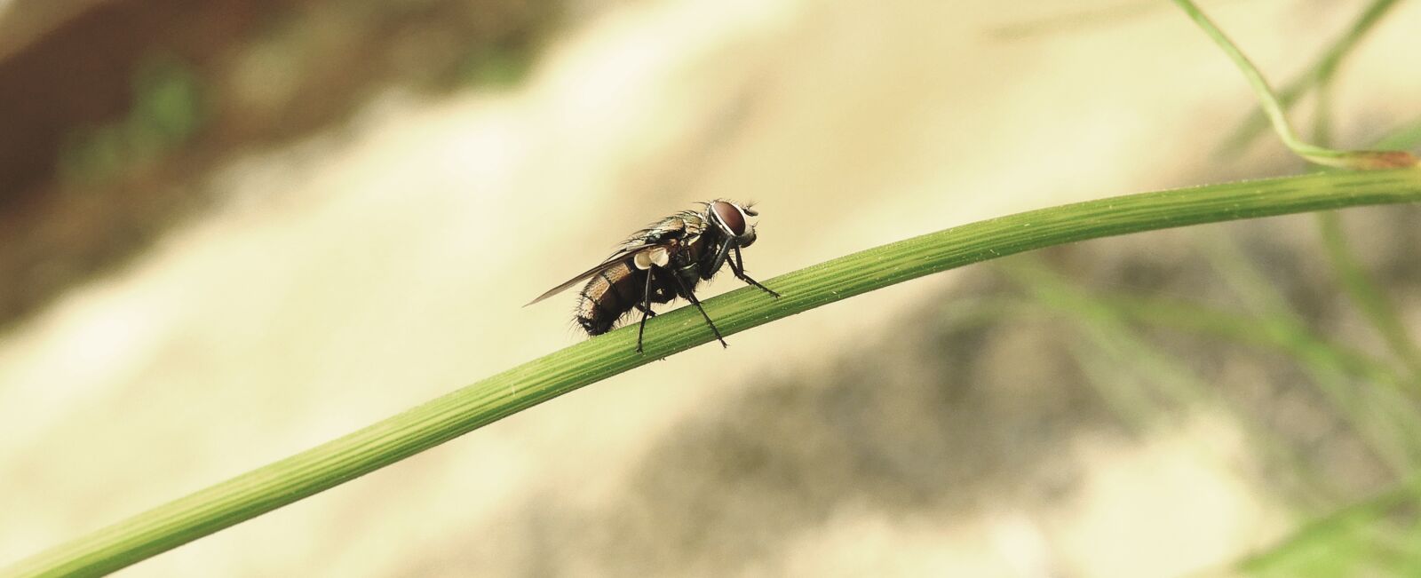Nikon Coolpix B700 sample photo. Insect, macro, fly photography