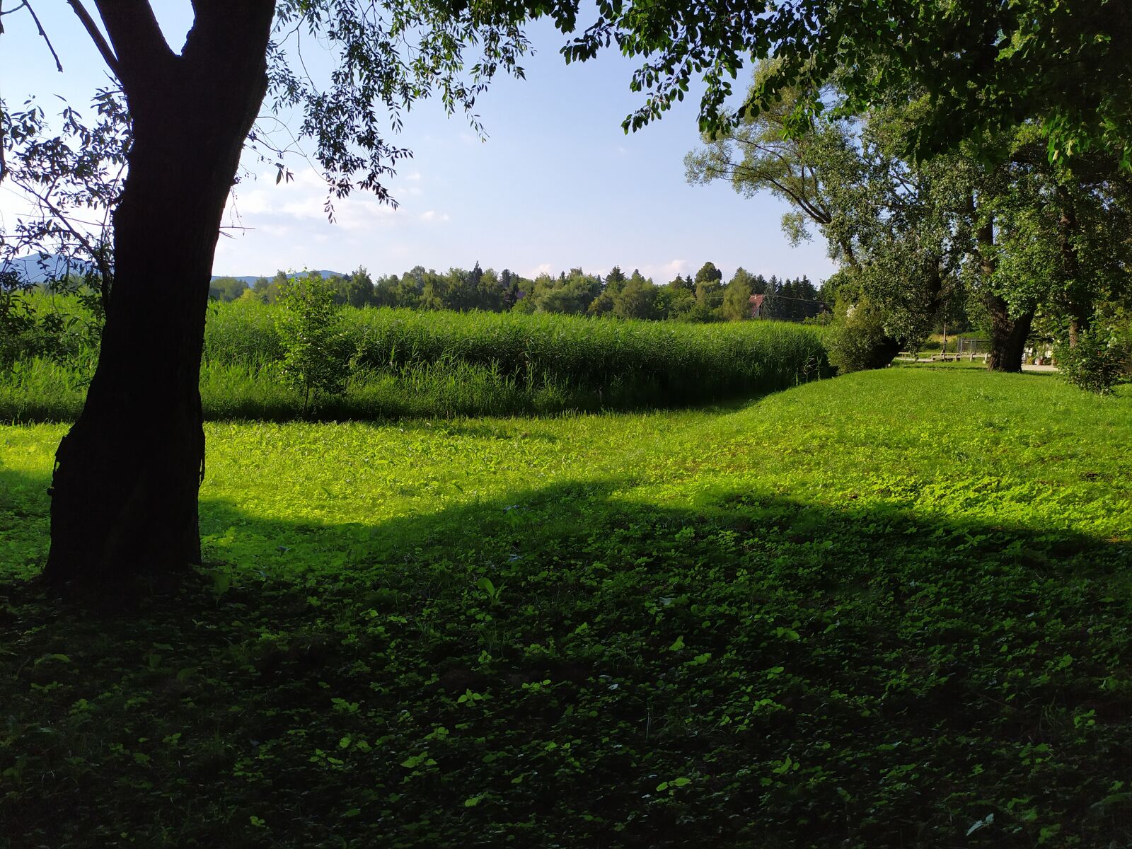 Xiaomi Redmi Note 7 sample photo. Reed, green, nature photography
