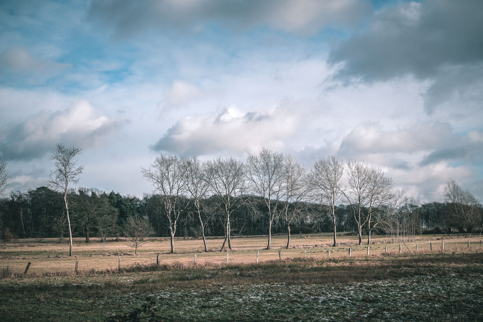 Sony a6000 + Sigma 30mm F2.8 EX DN sample photo. Landscape, tree, trees, winter photography