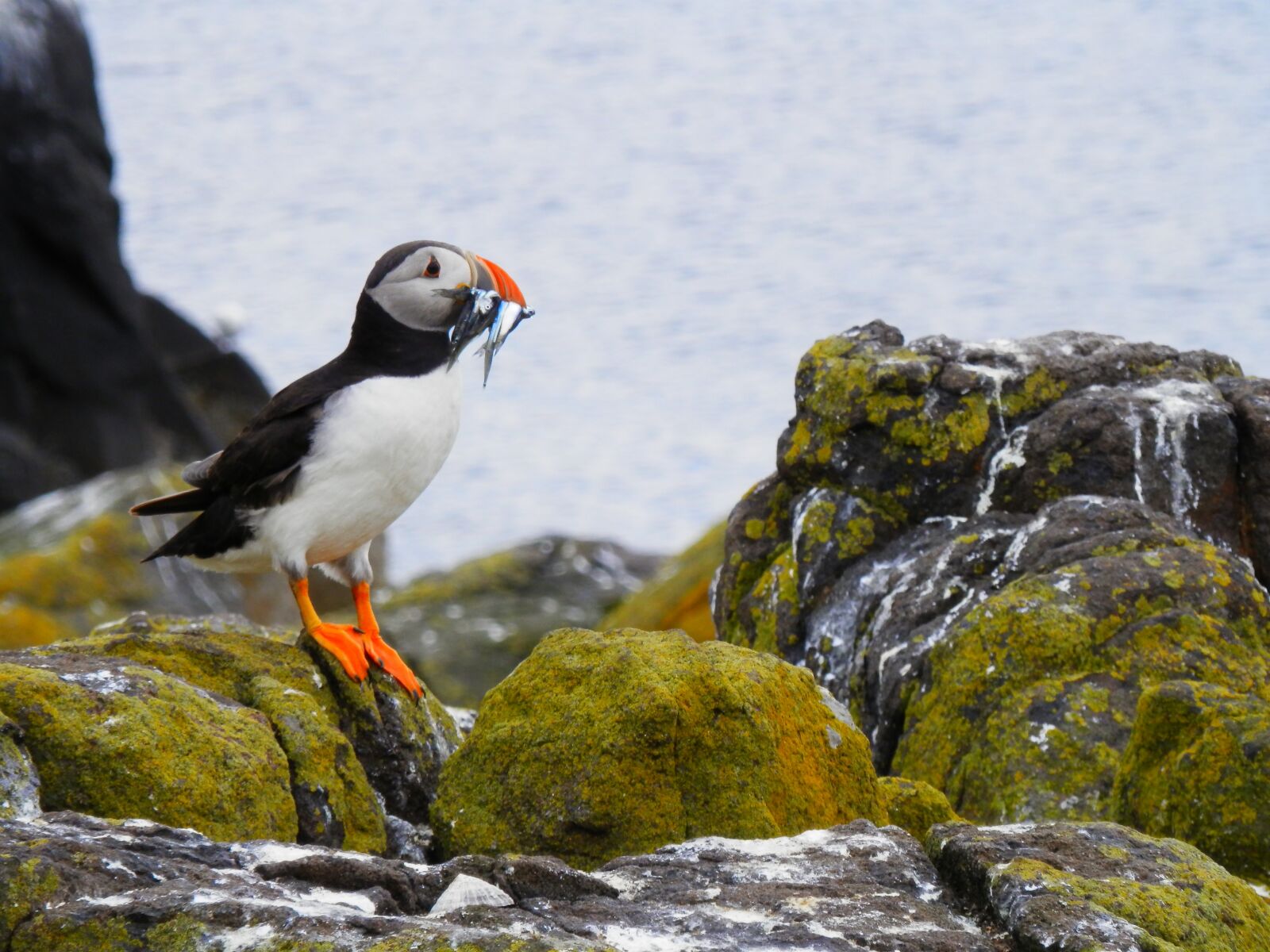 Olympus SZ-14 sample photo. Puffin, seabird, nature photography