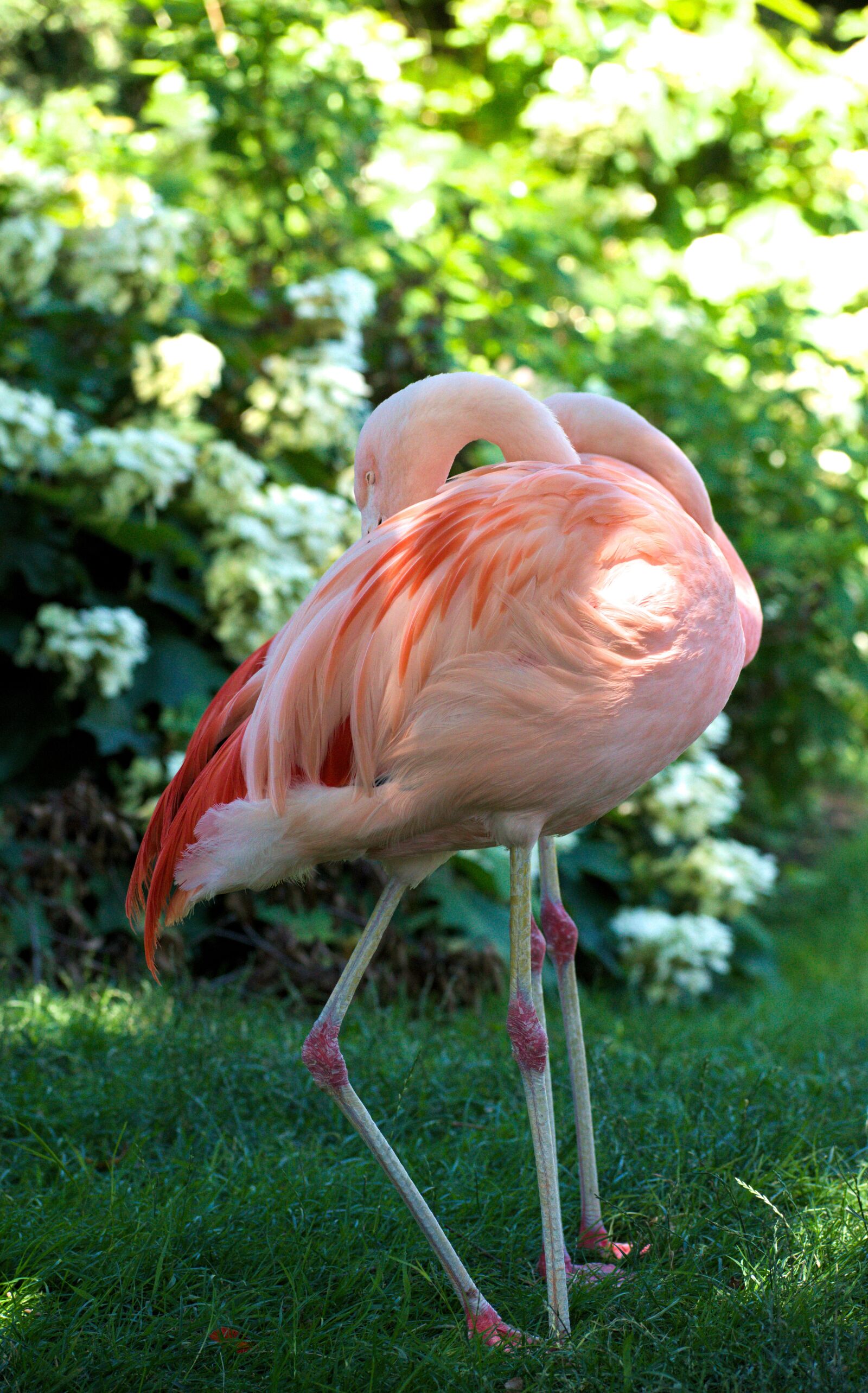 Nikon D5300 sample photo. Flamingo, pink, bird photography