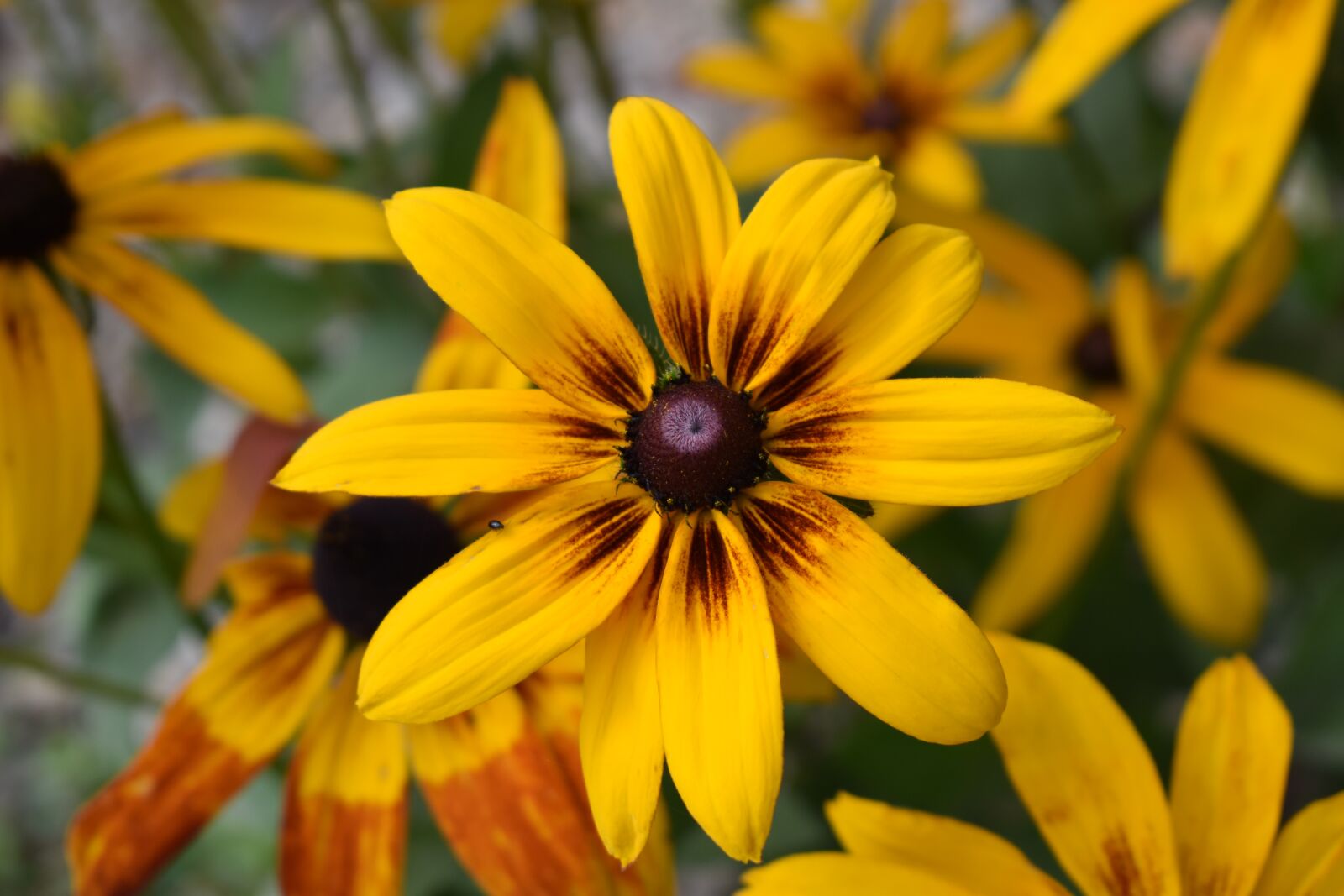 Nikon D3500 sample photo. Flower, nature, plant photography