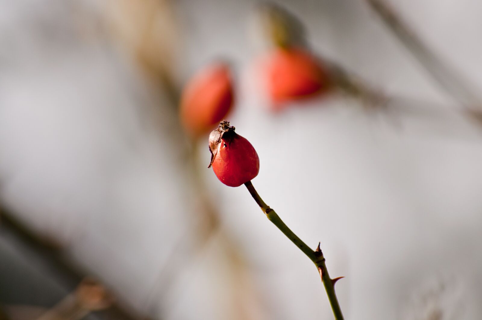 Nikon D90 sample photo. Rose hip, plant, close photography