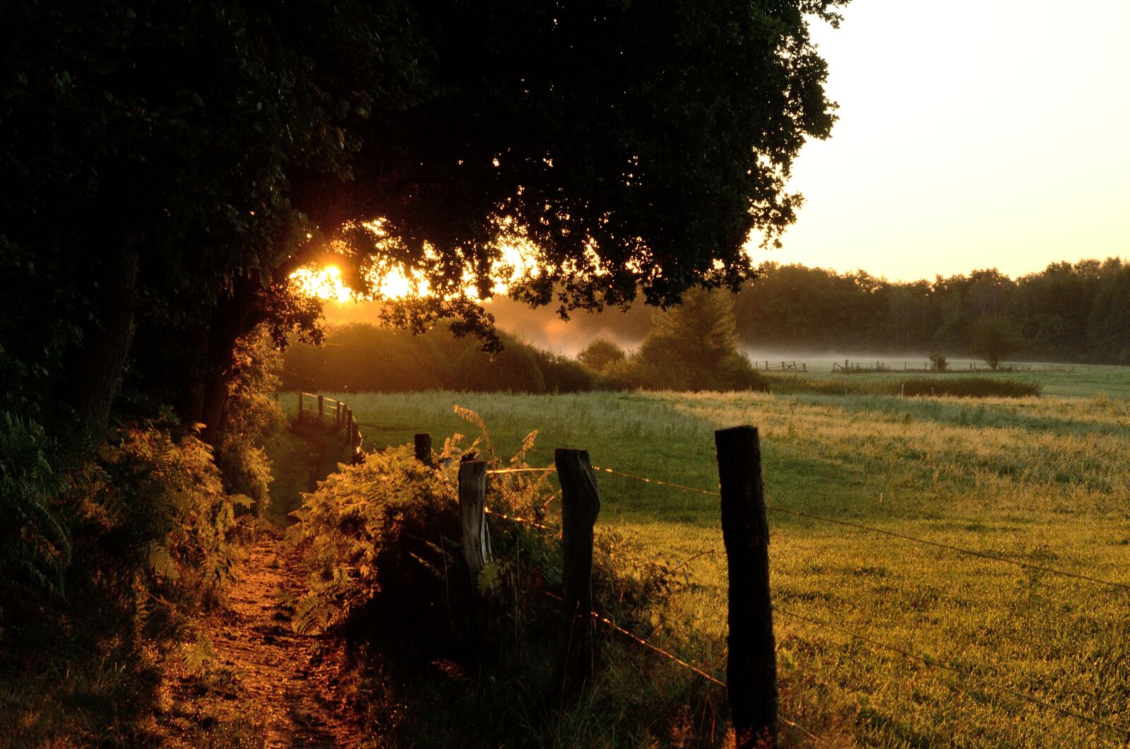 Nikon D7000 sample photo. Duvenstedter brook, sunrise, morgenstimmung photography