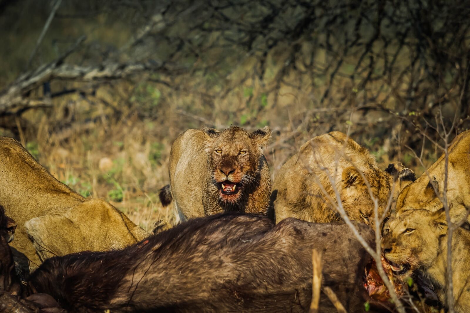 Canon EOS 60D + Canon EF 70-200mm F2.8L USM sample photo. Lions, mammal, wildlife photography