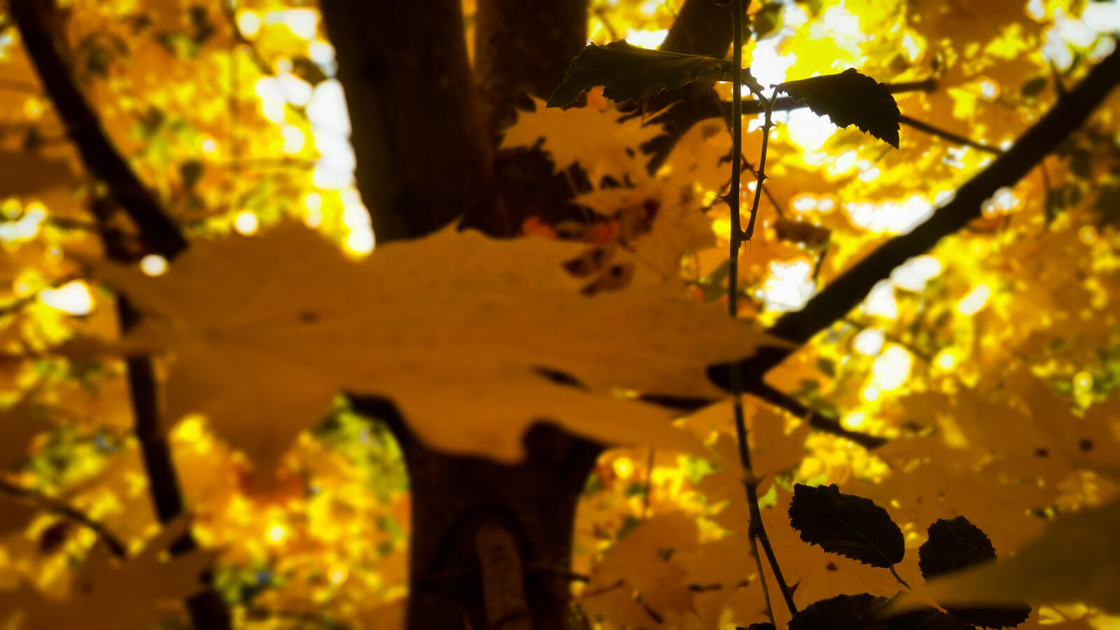 Samsung Galaxy S5 LTE-A sample photo. Autumn, autumn, colours, bright photography