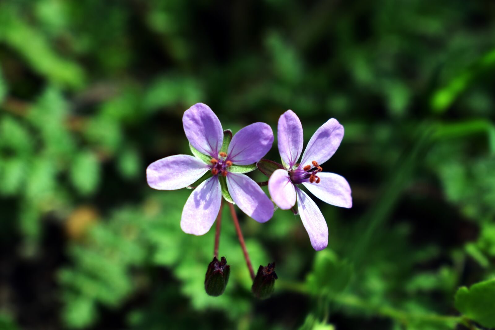 Nikon D3400 sample photo. Nature, plant, flower photography