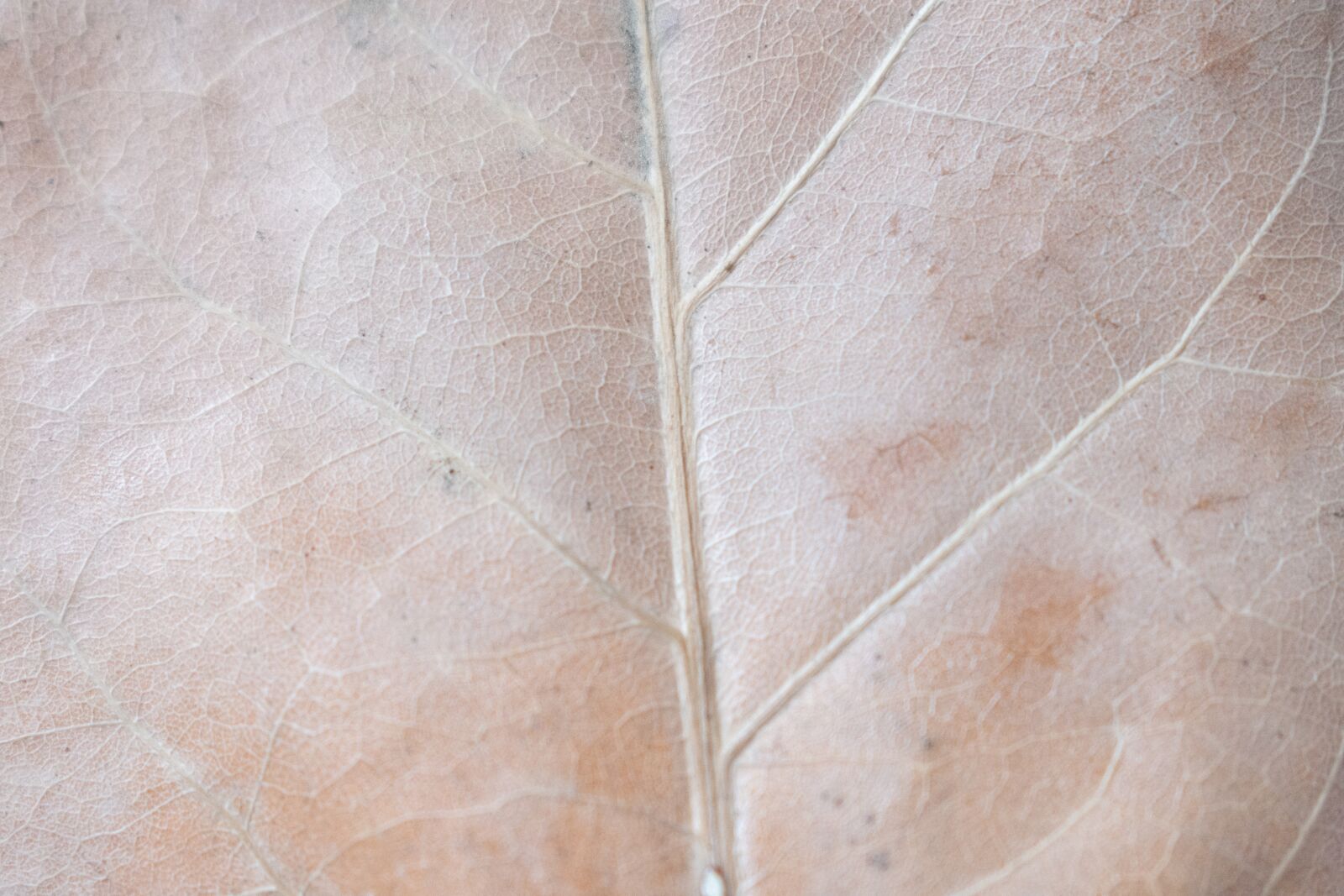 Nikon D7200 sample photo. Sheet, autumn, veins photography