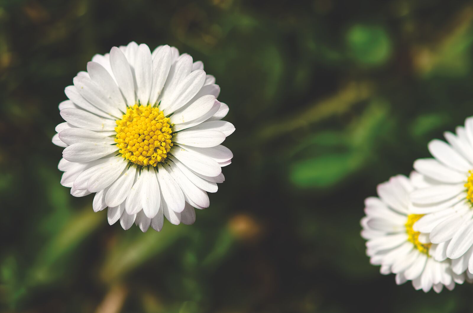 Nikon D7200 sample photo. Spring meadow, wildflowers, daisy photography