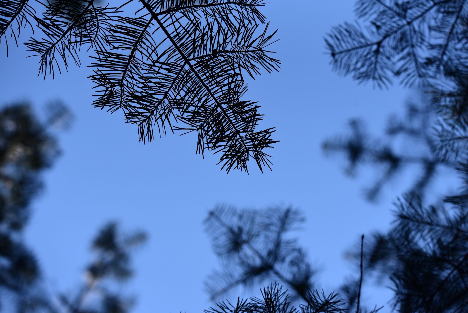 Nikon D750 sample photo. Garden, forest, tree photography
