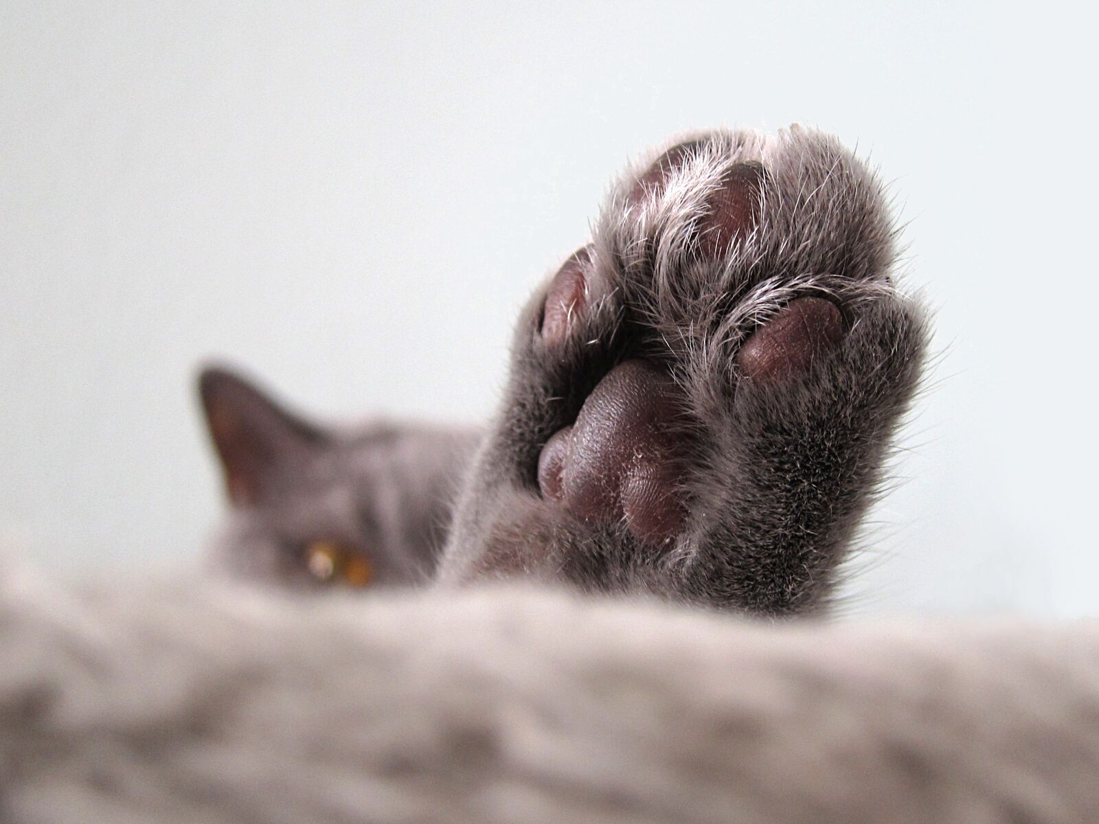 Canon PowerShot S95 sample photo. Cat, close, paw photography