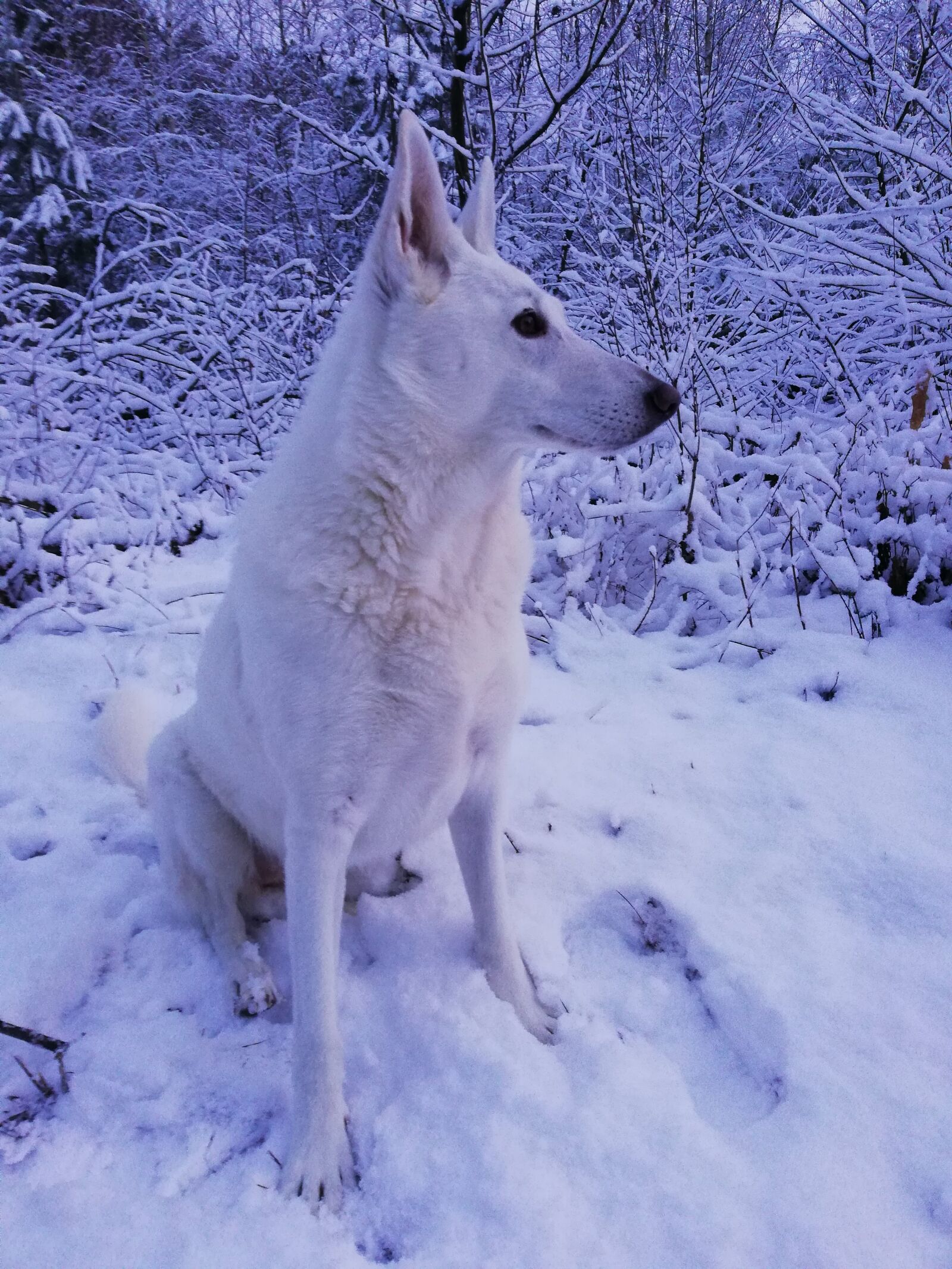 HUAWEI Mate 10 Lite sample photo. The white shepherd dog photography