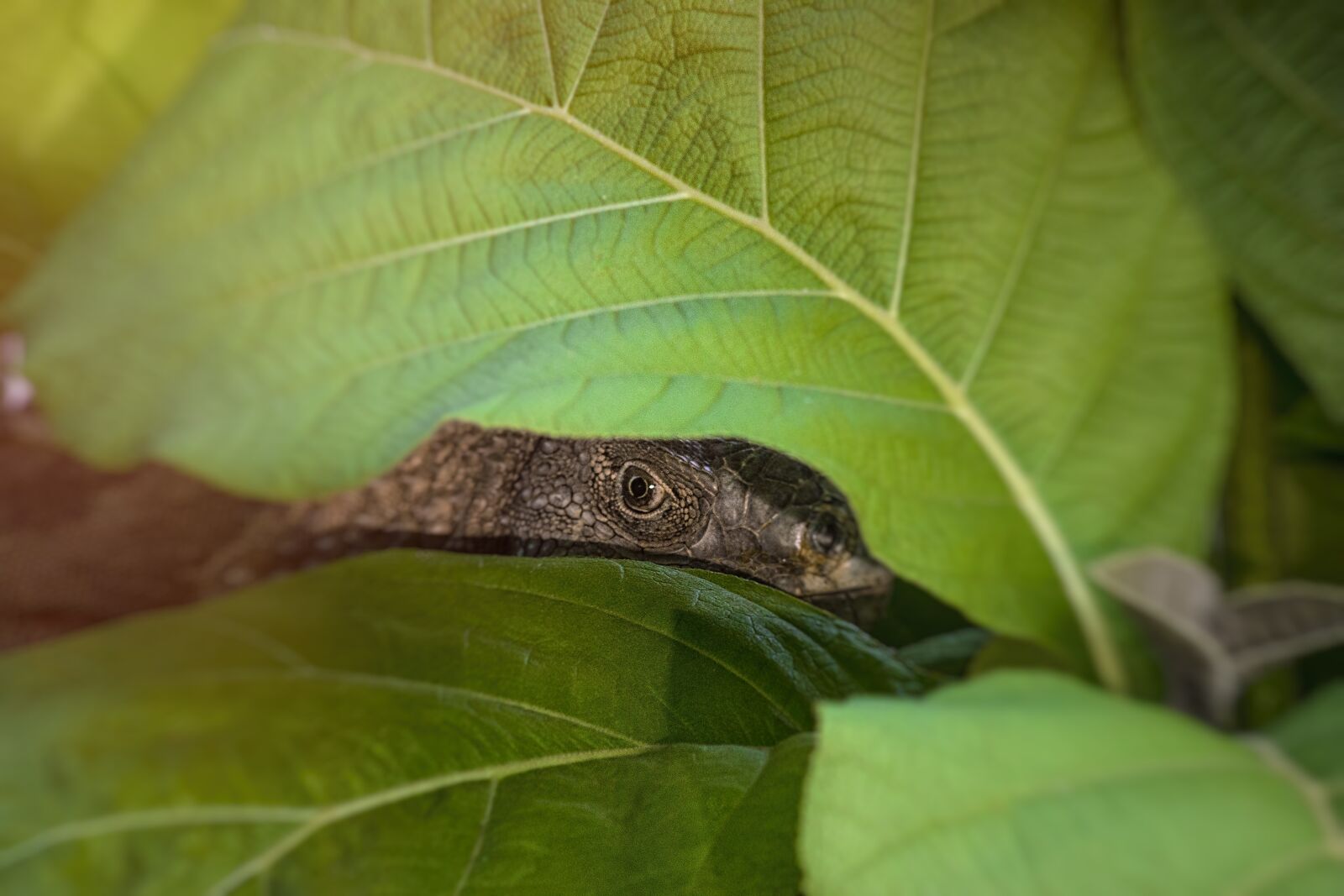 Canon EF75-300mm f/4-5.6 sample photo. Leaf, nature, flora photography