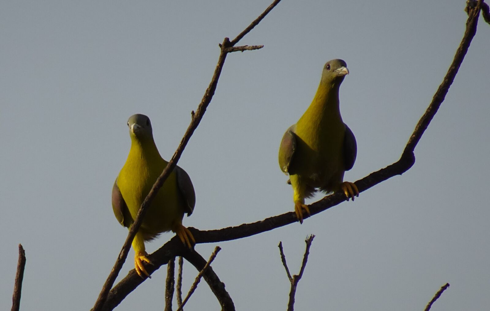 Sony DSC-WX800 sample photo. Bird, pigeon, yfgp photography