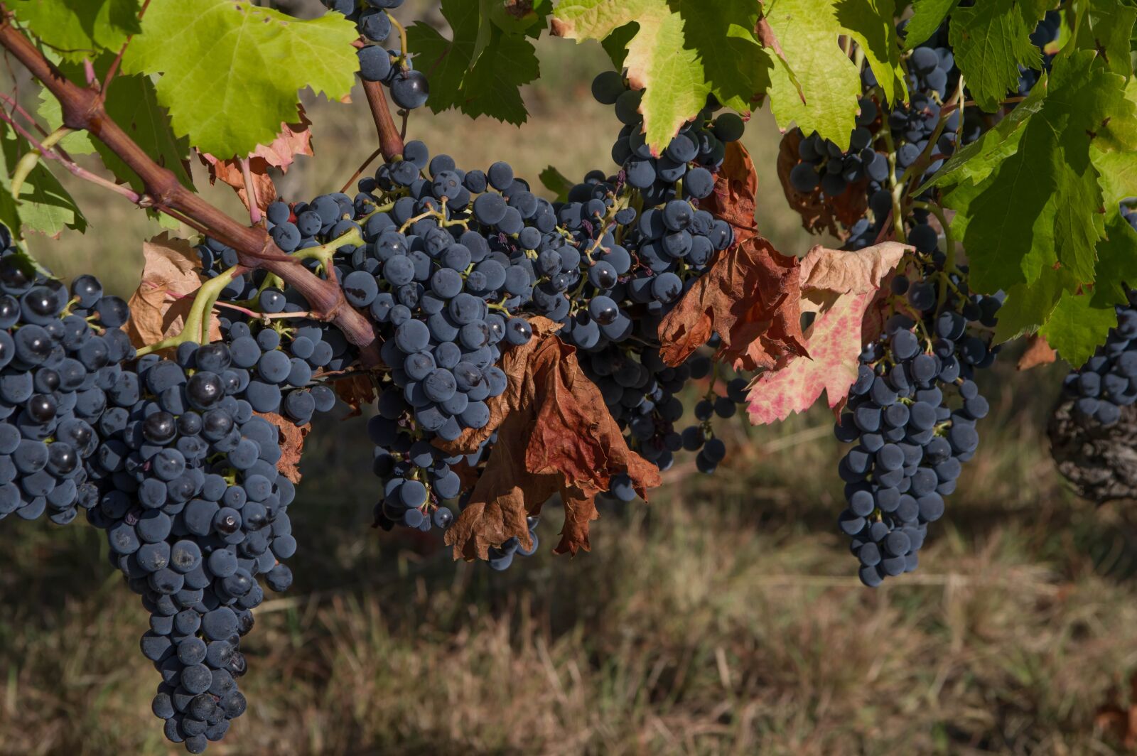 Pentax KP sample photo. Grapes, clusters, vine photography