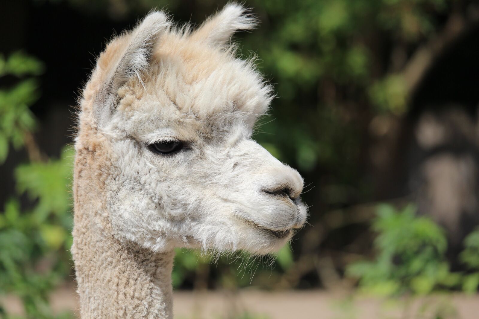Canon EF-S 55-250mm F4-5.6 IS STM sample photo. Alpaca, animal portrait, close photography