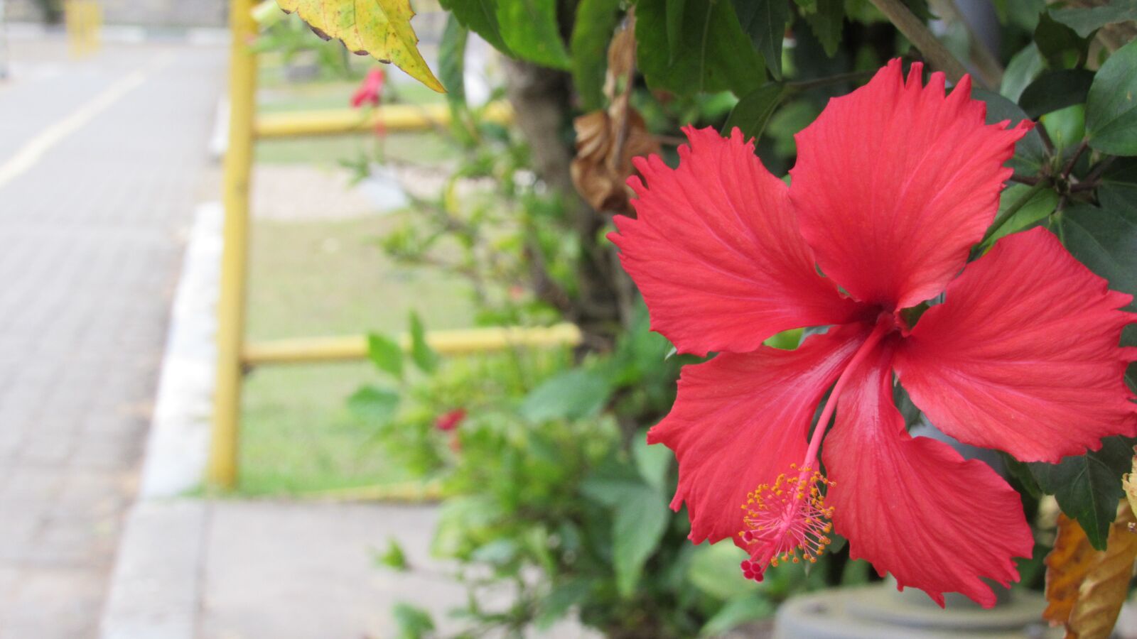 Canon PowerShot SX530 HS sample photo. Flower, plant, flowers photography