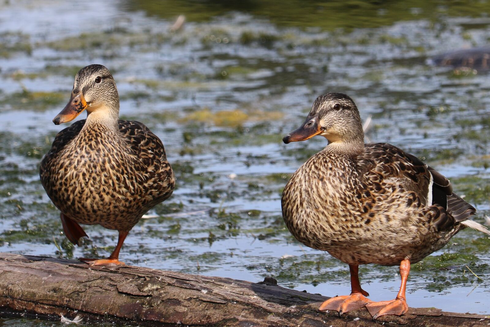 Canon EF-S 55-250mm F4-5.6 IS STM sample photo. Ducks, log, park photography