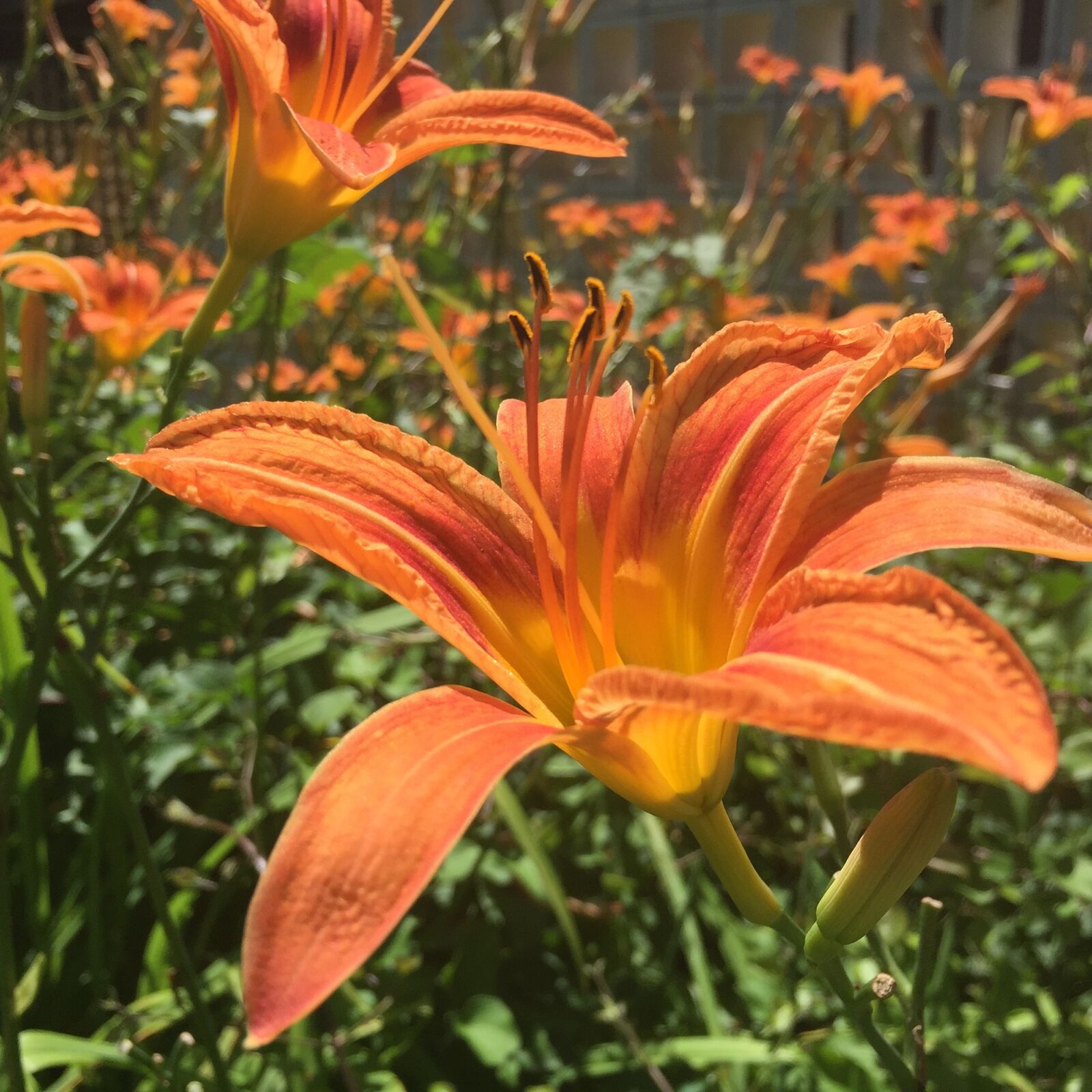 Apple iPhone 6 sample photo. Day lily, plant, flower photography