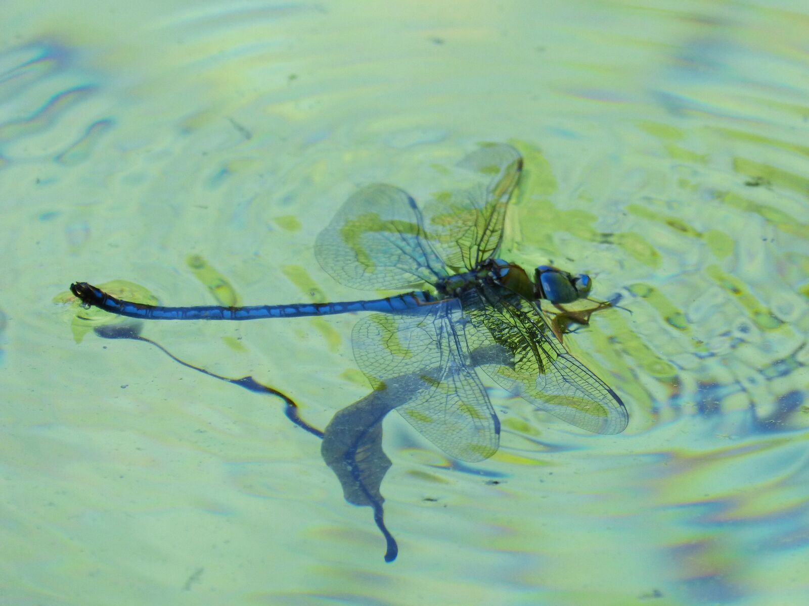 Panasonic DMC-FZ62 sample photo. Dragonfly, blue dragonfly, aeshna photography