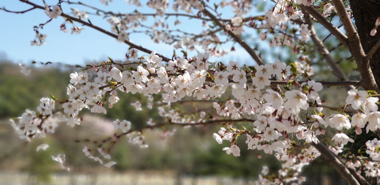 Samsung Galaxy Note9 sample photo. Nature, spring, cherry blossom photography