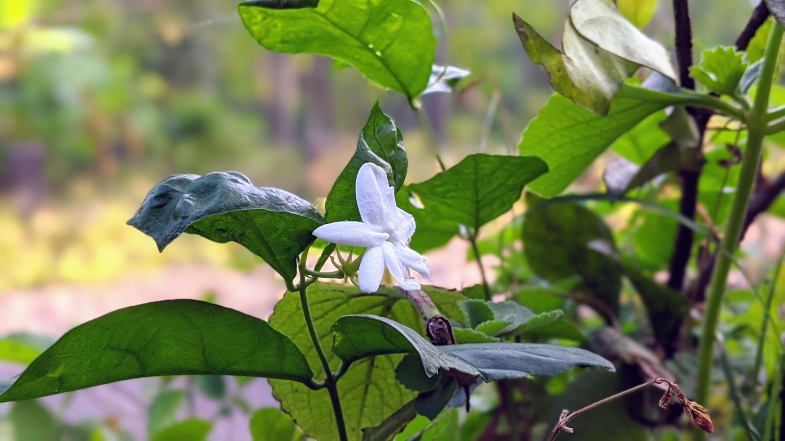 Google Pixel 3a sample photo. Flower, jasmin, white photography