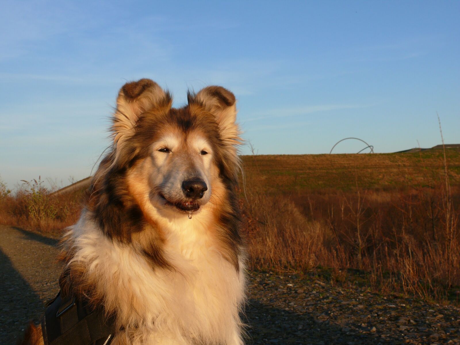 Panasonic DMC-FZ50 sample photo. Collie, dog, purebred dog photography