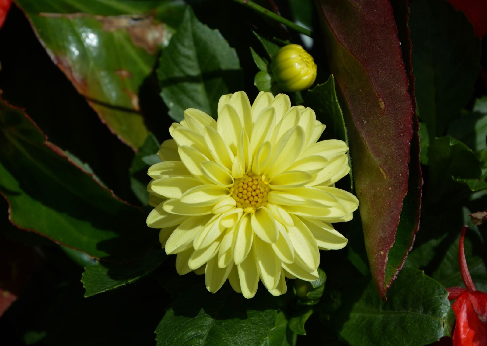 Nikon D5200 sample photo. Flower, yellow, petals photography