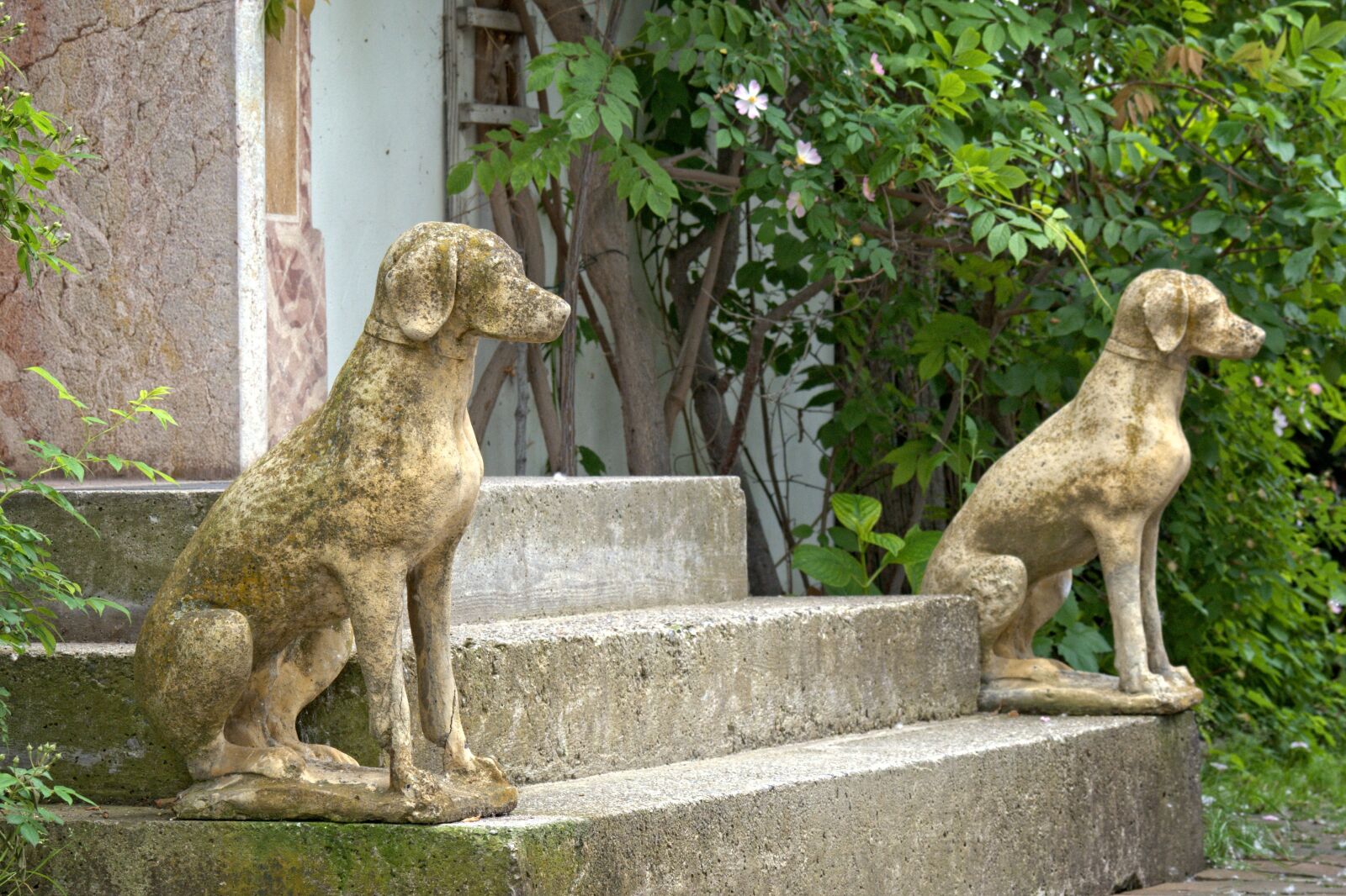 55.0-200.0mm f/4.0-f/5.6 sample photo. Initially dog, input, stairs photography