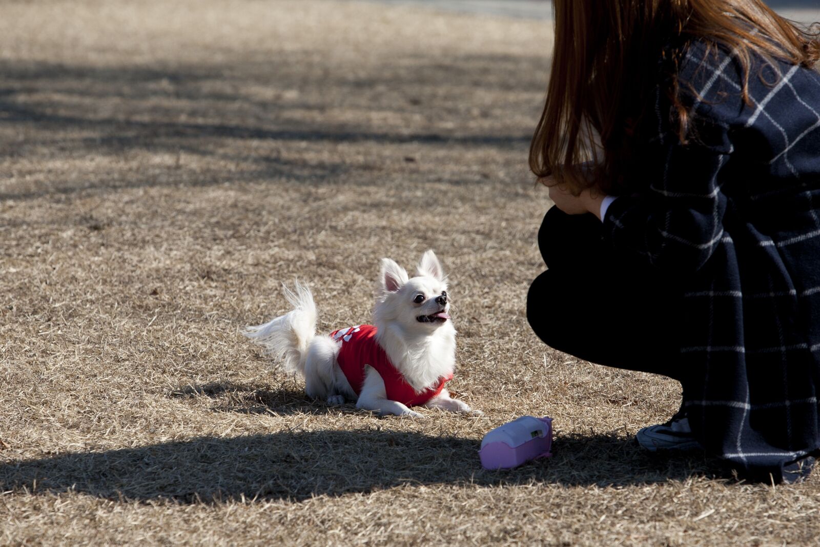 Canon EOS 5D sample photo. Dog, pet dogs, pet photography