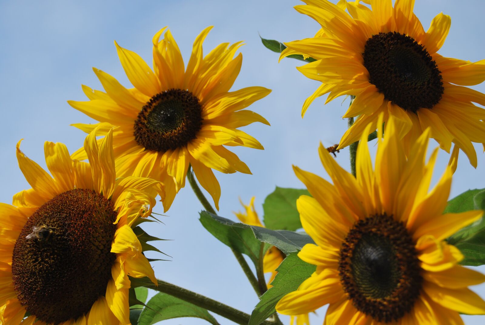 Nikon D60 sample photo. Sunflower, flower, summer photography