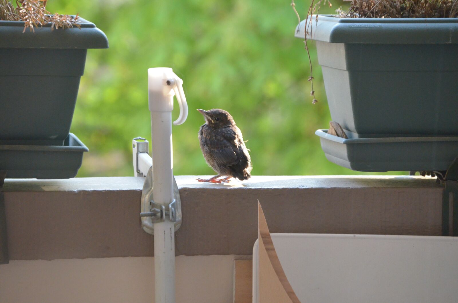 Nikon D5100 sample photo. Bird, nature, blackbird photography