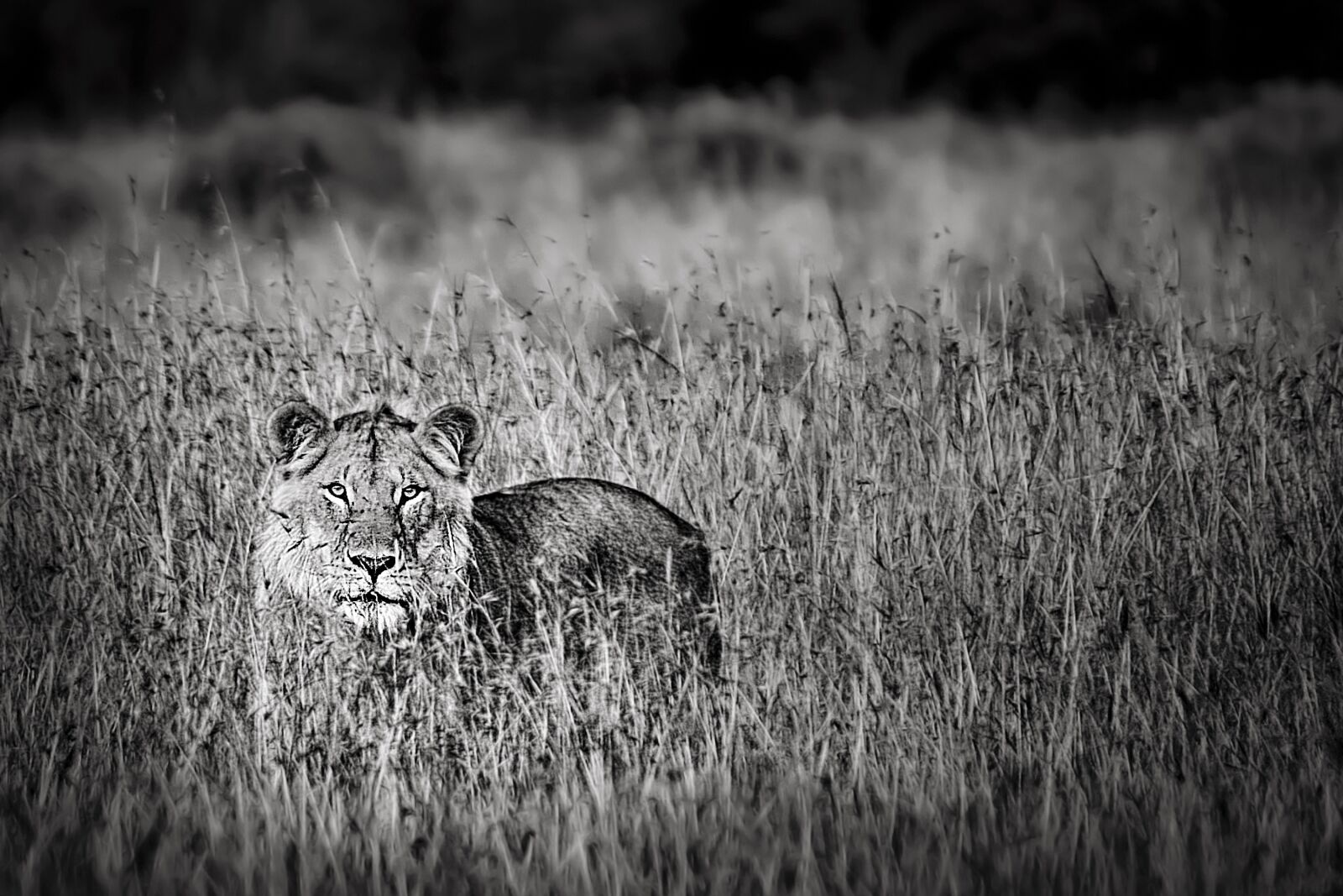 Nikon D3S sample photo. Animal, lion, wild photography