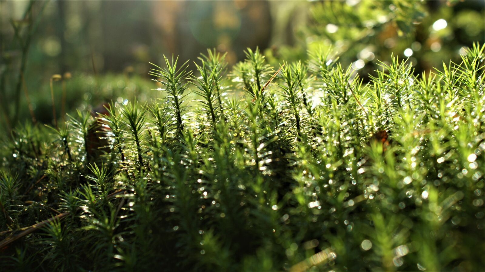 Sony Alpha DSLR-A350 sample photo. Autumn, magic, drops photography