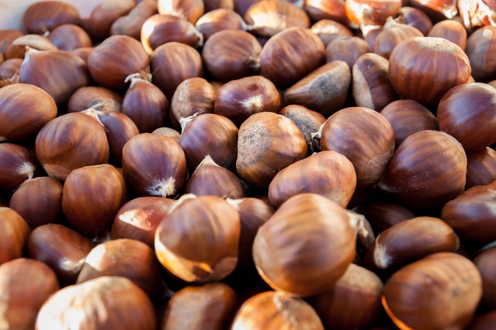 Nikon D40 sample photo. Chestnuts, plant, october photography
