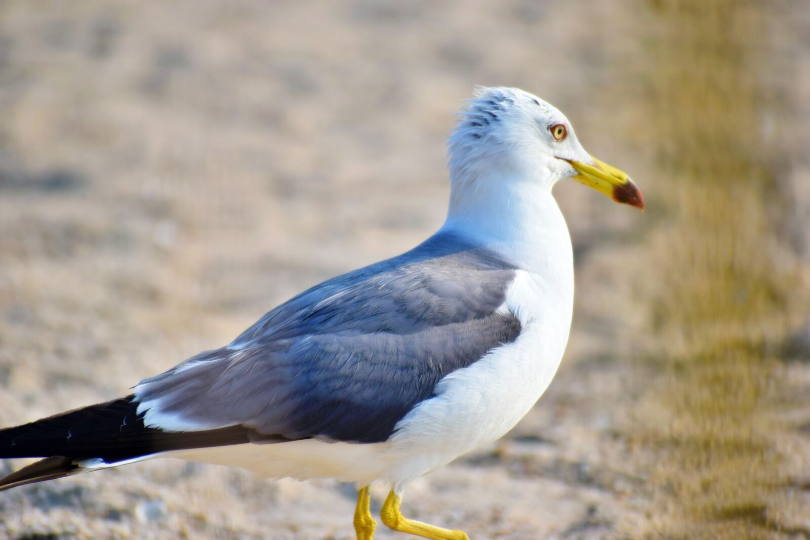 Nikon D5300 sample photo. Daebudo, seagull, zoom shot photography