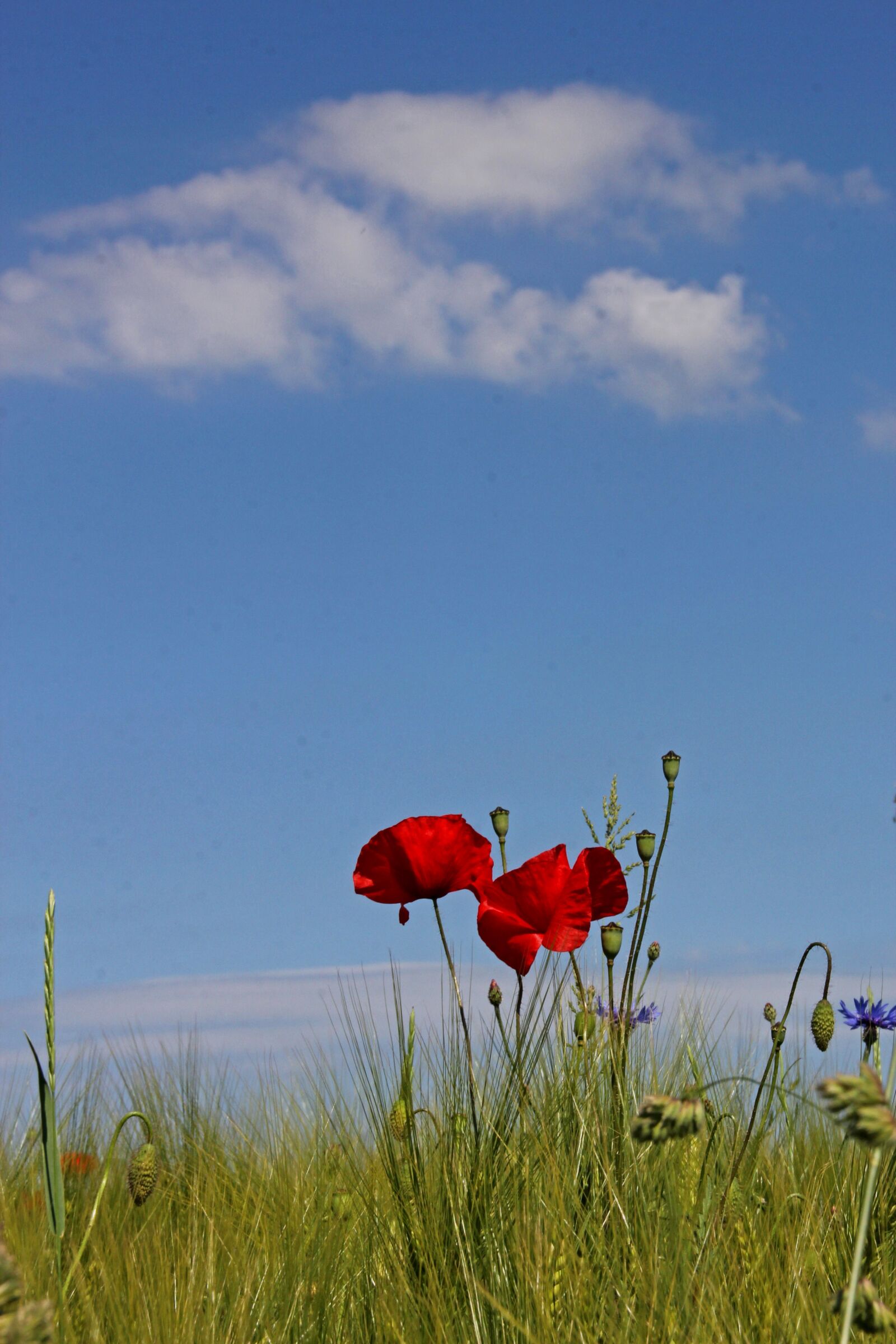 Canon EOS 60D sample photo. Poppy, cornfield, background photography