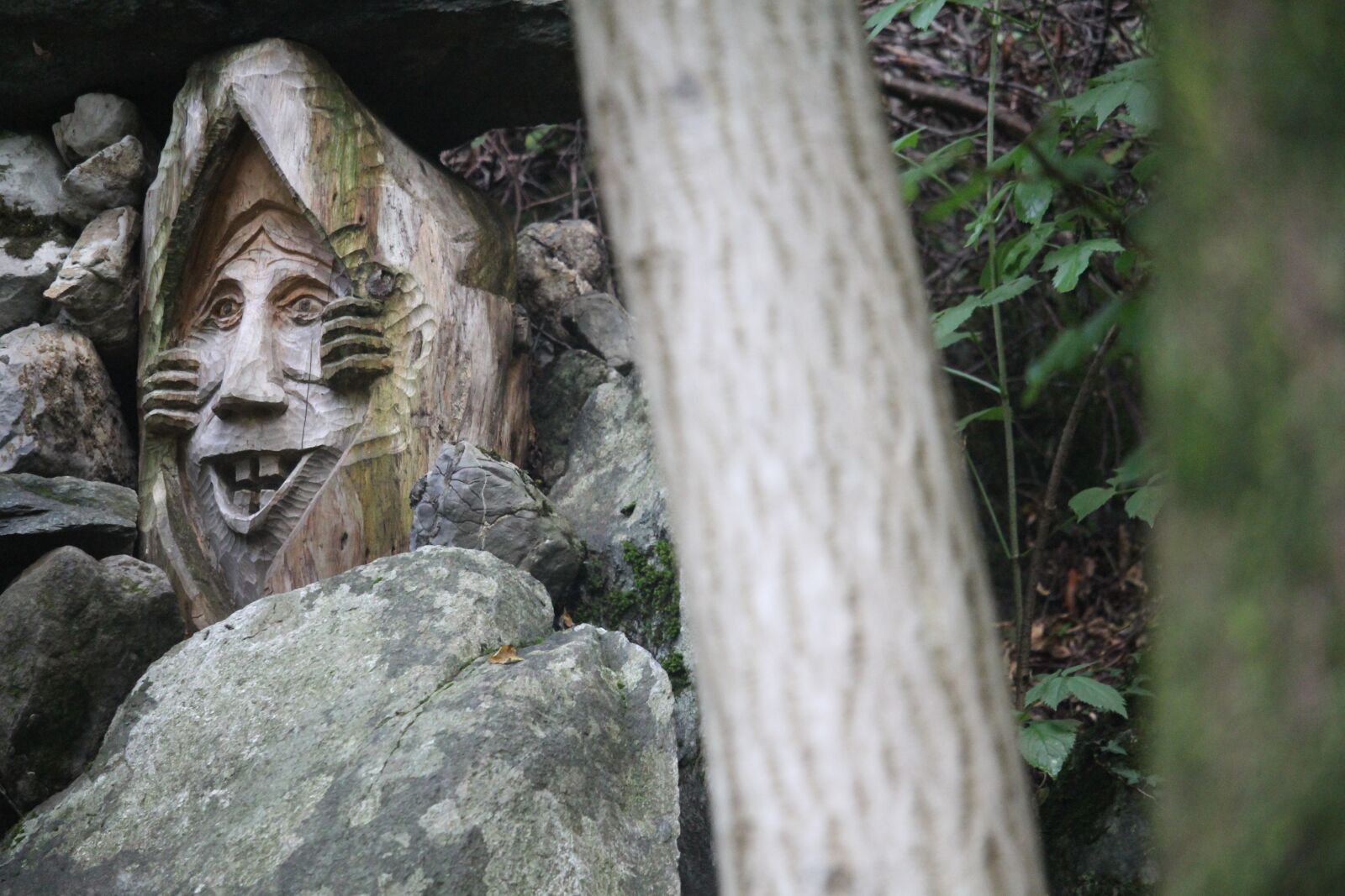 Canon EOS 60D + Canon EF-S 55-250mm F4-5.6 IS STM sample photo. Gnome, forest, wood photography