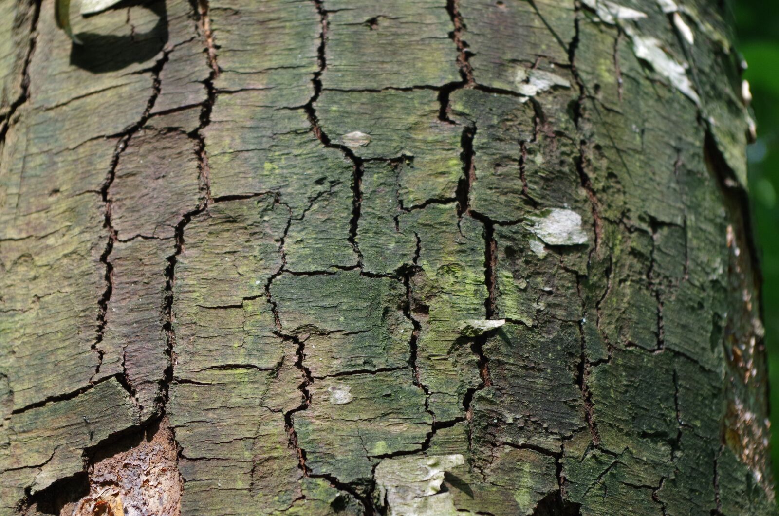 Pentax K-50 sample photo. Forest, the bark of photography