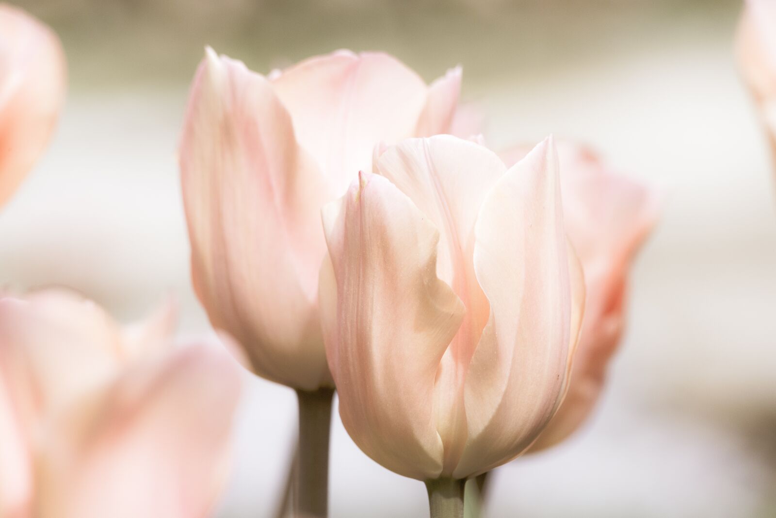 Canon EF 70-300mm F4-5.6 IS USM sample photo. Tulip, ornamental plant, plant photography
