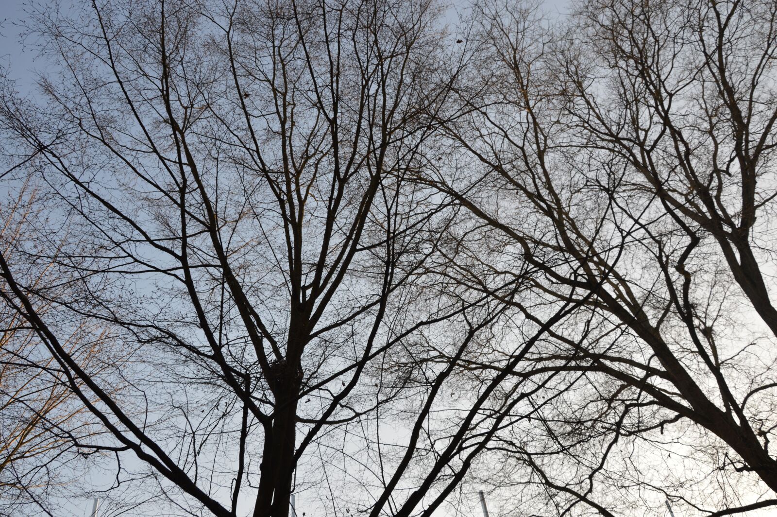 Nikon D3200 sample photo. Tree in the garten photography
