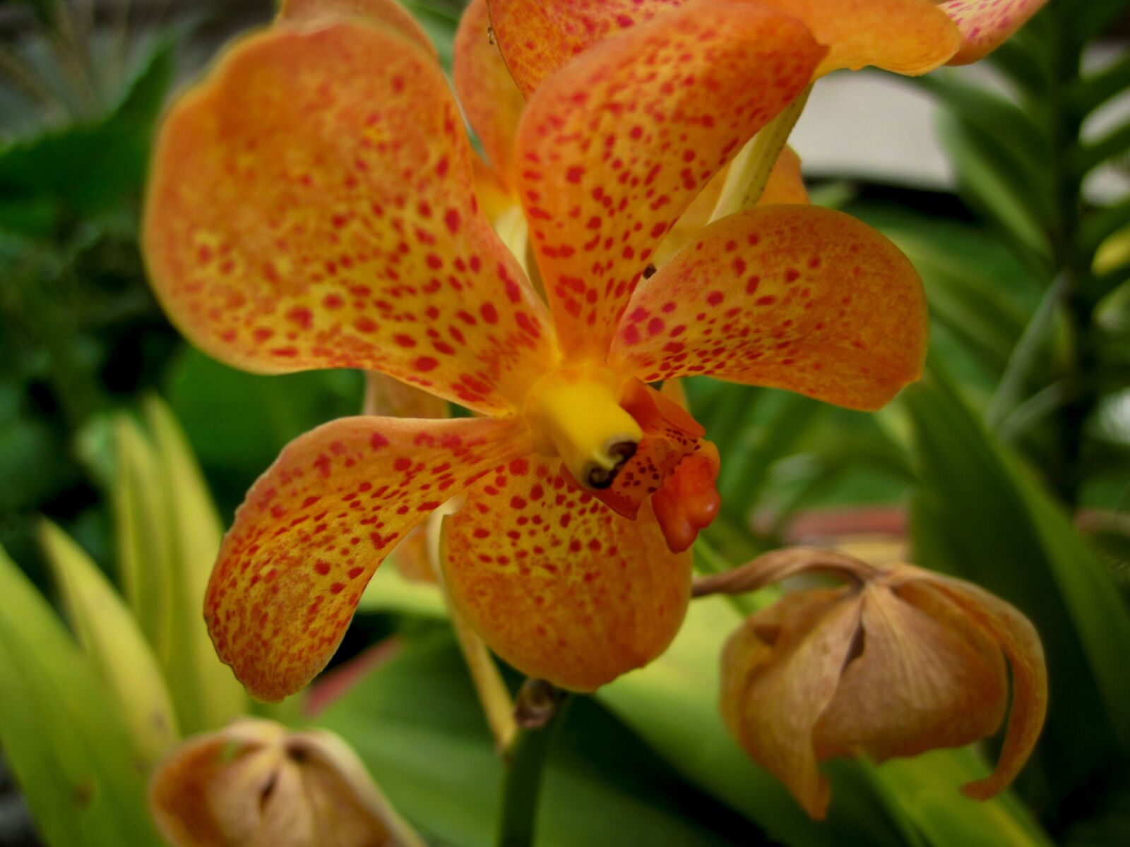 Canon PowerShot D10 sample photo. Flower, orange, orchid photography